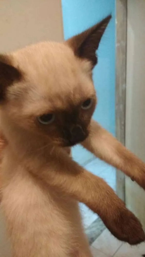 Gato ra a Vários idade  nome Gatinhos