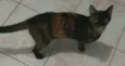 Gatinhos