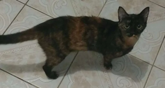 Gato ra a Vários idade  nome Gatinhos