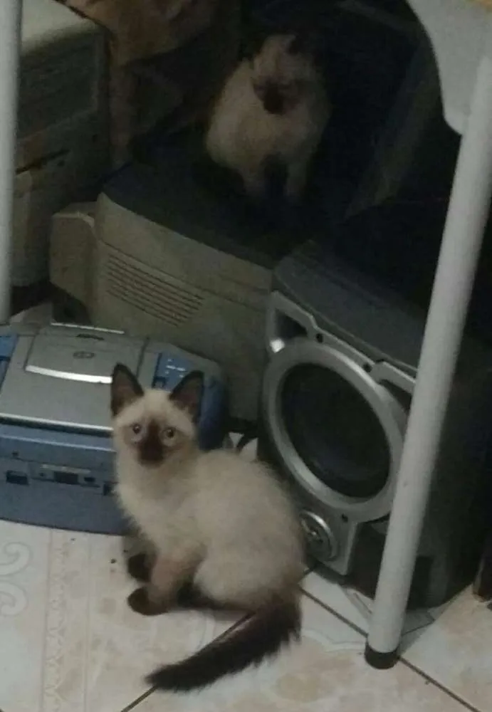 Gato ra a Vários idade  nome Gatinhos