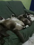 Gatinhos