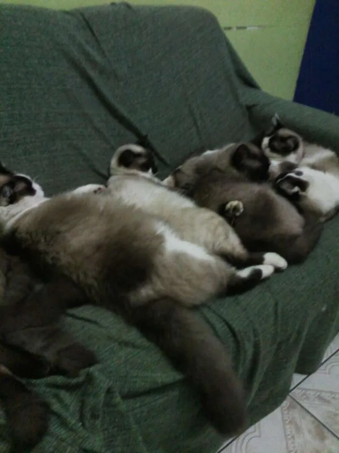 Gato ra a Vários idade  nome Gatinhos