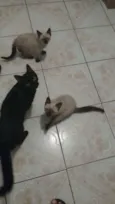 Gatinhos