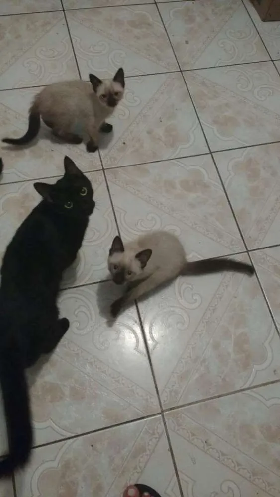 Gato ra a Vários idade  nome Gatinhos