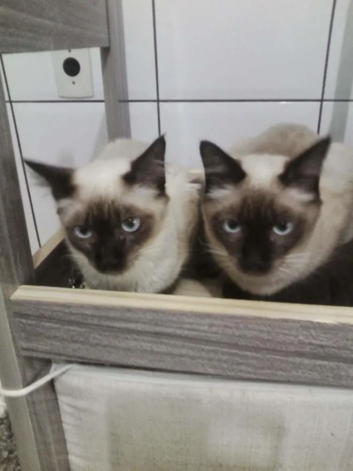 Gato ra a Vários idade  nome Gatinhos