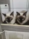 Gatinhos