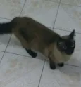 Gatinhos