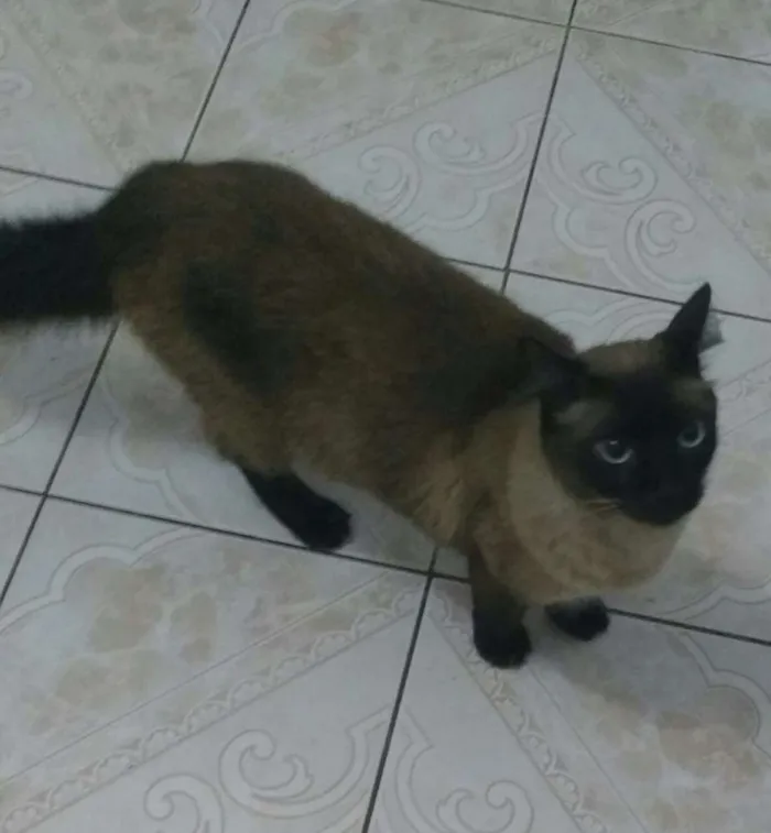 Gato ra a Vários idade  nome Gatinhos