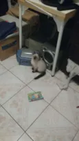 Gatinhos