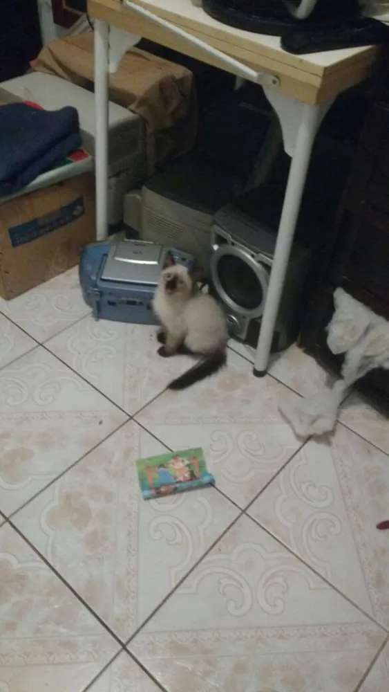 Gato ra a Vários idade  nome Gatinhos
