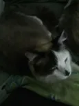 Gatinhos