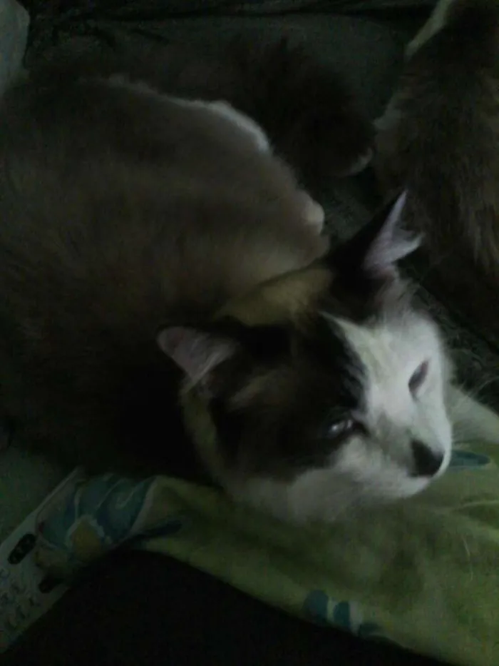Gato ra a Vários idade  nome Gatinhos