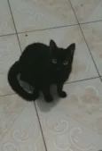 Gatinhos