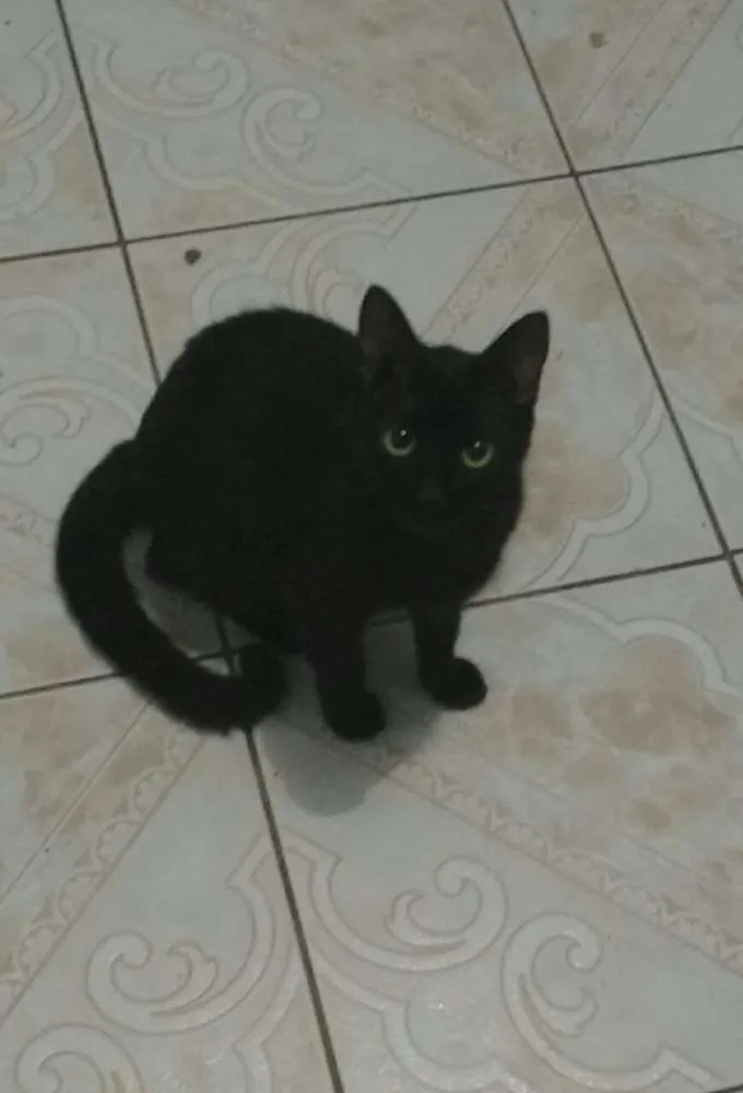 Gato ra a Vários idade  nome Gatinhos