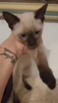 Gatinhos