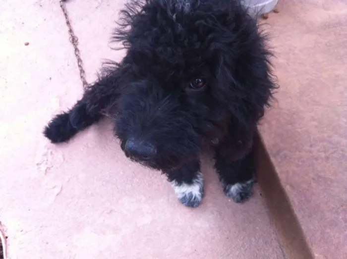 Cachorro ra a Poodle idade 2 anos nome Neguinho