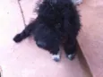 Neguinho