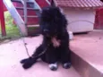 Neguinho
