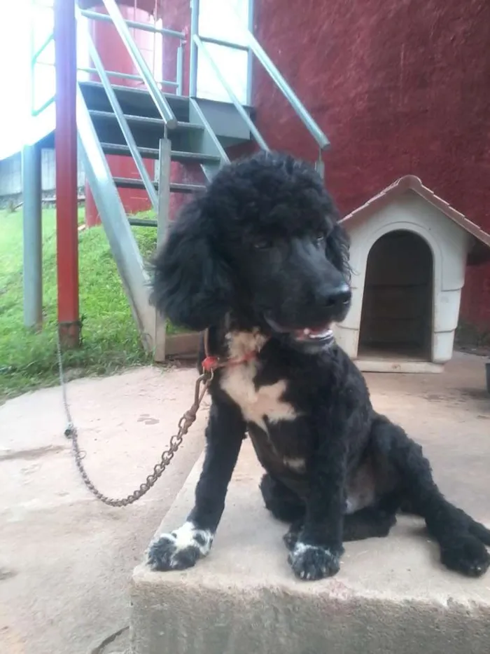 Cachorro ra a Poodle idade 2 anos nome Neguinho
