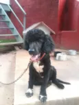 Neguinho