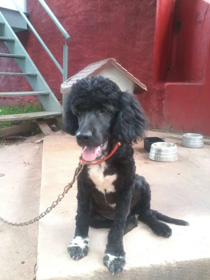 Cachorro ra a Poodle idade 2 anos nome Neguinho