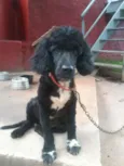 Neguinho