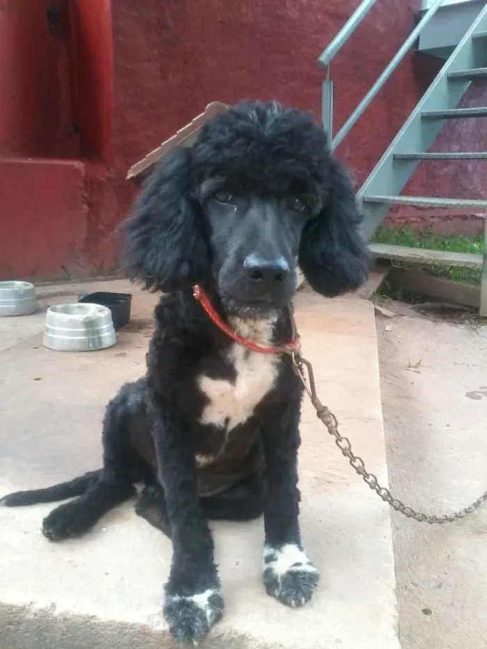 Cachorro ra a Poodle idade 2 anos nome Neguinho