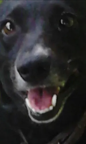 Cachorro raça SRD idade 6 ou mais anos nome BELINHA