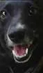 Cachorro raça SRD idade 6 ou mais anos nome BELINHA