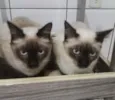 Gatinhos