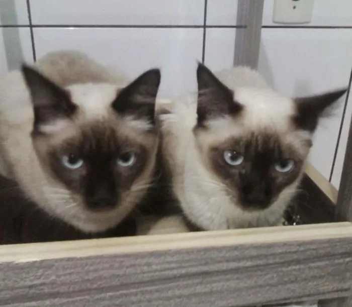 Gato ra a Vários idade  nome Gatinhos