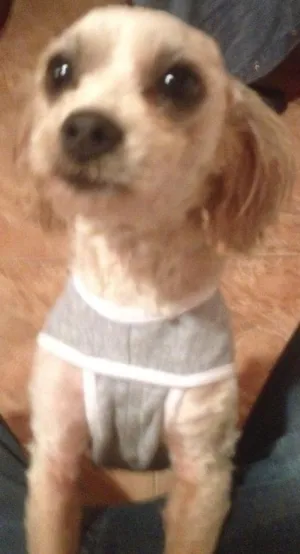 Cachorro raça Poodle  idade 3 anos nome Esmeralda 