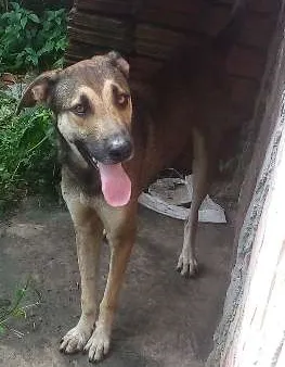 Cachorro raça pastor alemão + vira lata idade 2 anos nome chalie