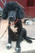 Neguinho