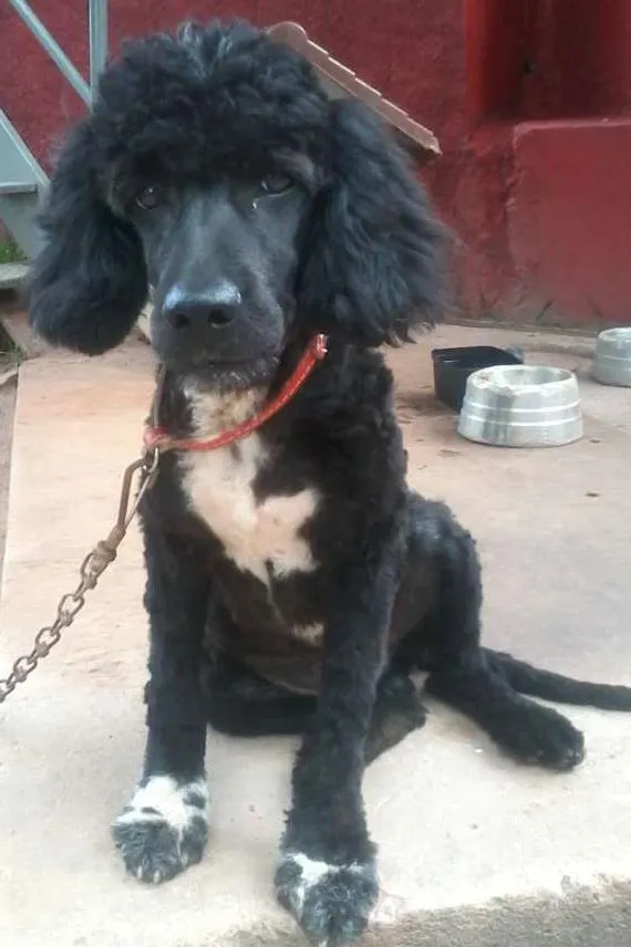 Cachorro ra a Poodle idade 2 anos nome Neguinho