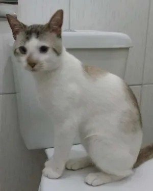 Gato raça Vira lata idade 1 ano nome Mingau