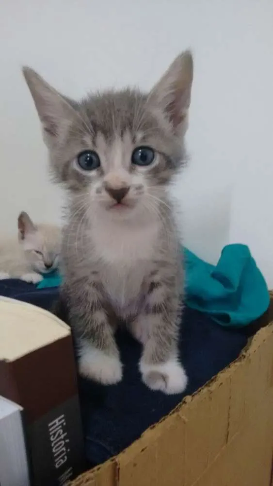 Gato ra a Siamês idade 2 a 6 meses nome Sem nome