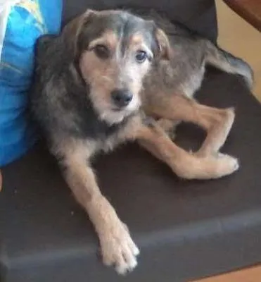 Cachorro ra a srd idade 1 ano nome Paolo