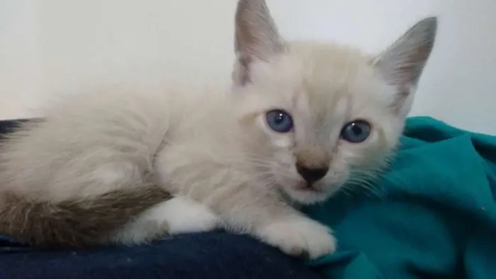 Gato ra a Siamês idade 2 a 6 meses nome Sem nome