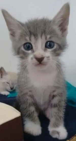 Gato raça Siamês idade 2 a 6 meses nome Sem nome