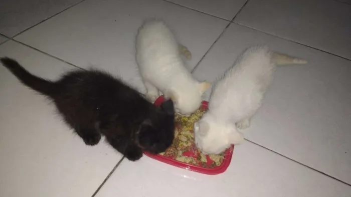 Gato raça Peludos idade Abaixo de 2 meses nome Sem nomes