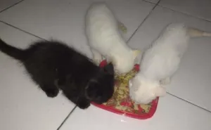 Gato raça Peludos idade Abaixo de 2 meses nome Sem nomes