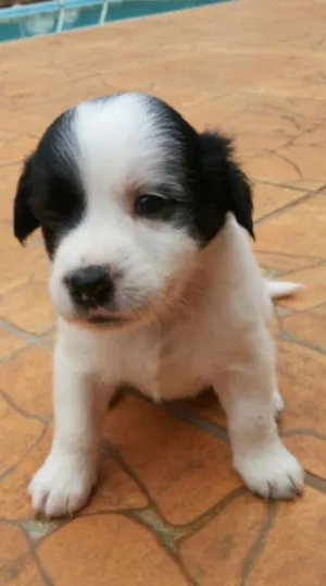 Cachorro raça SRD idade Abaixo de 2 meses nome Filhotes