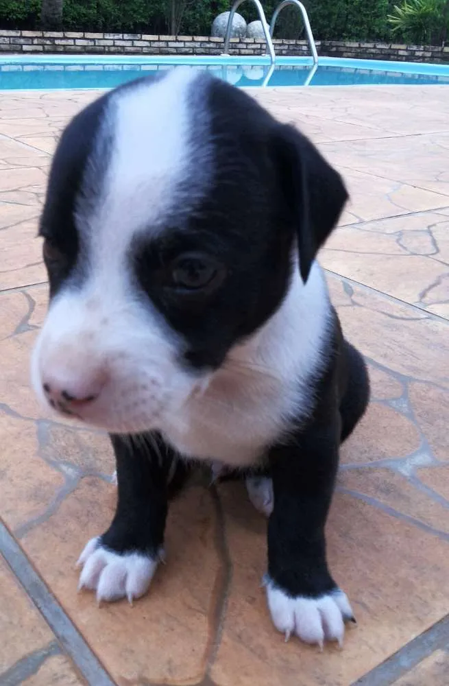 Cachorro ra a SRD idade Abaixo de 2 meses nome Filhotes