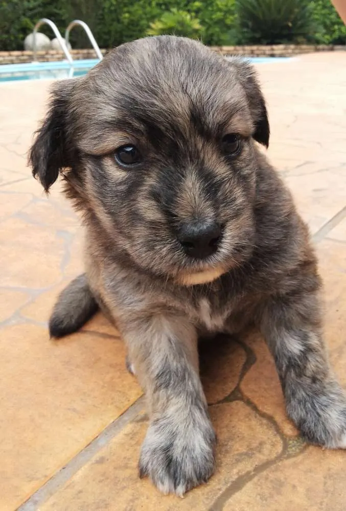 Cachorro ra a SRD idade Abaixo de 2 meses nome Filhotes