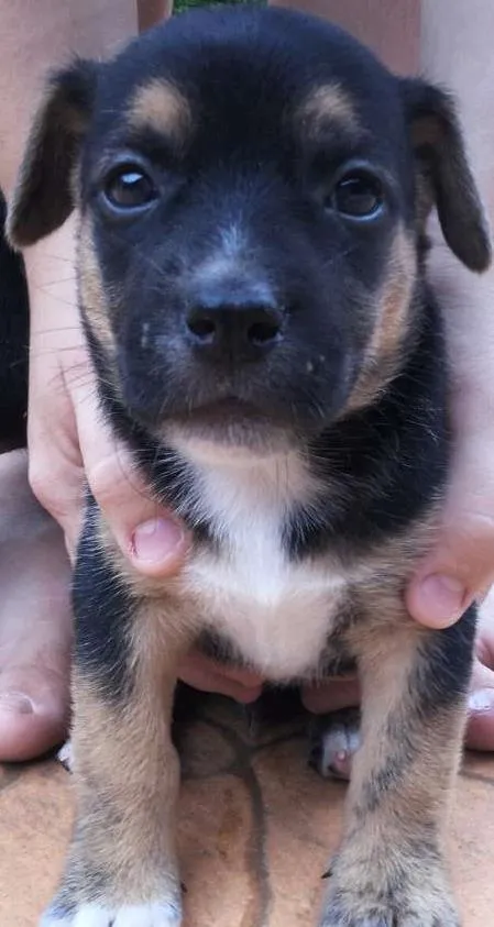 Cachorro ra a SRD idade Abaixo de 2 meses nome Filhotes