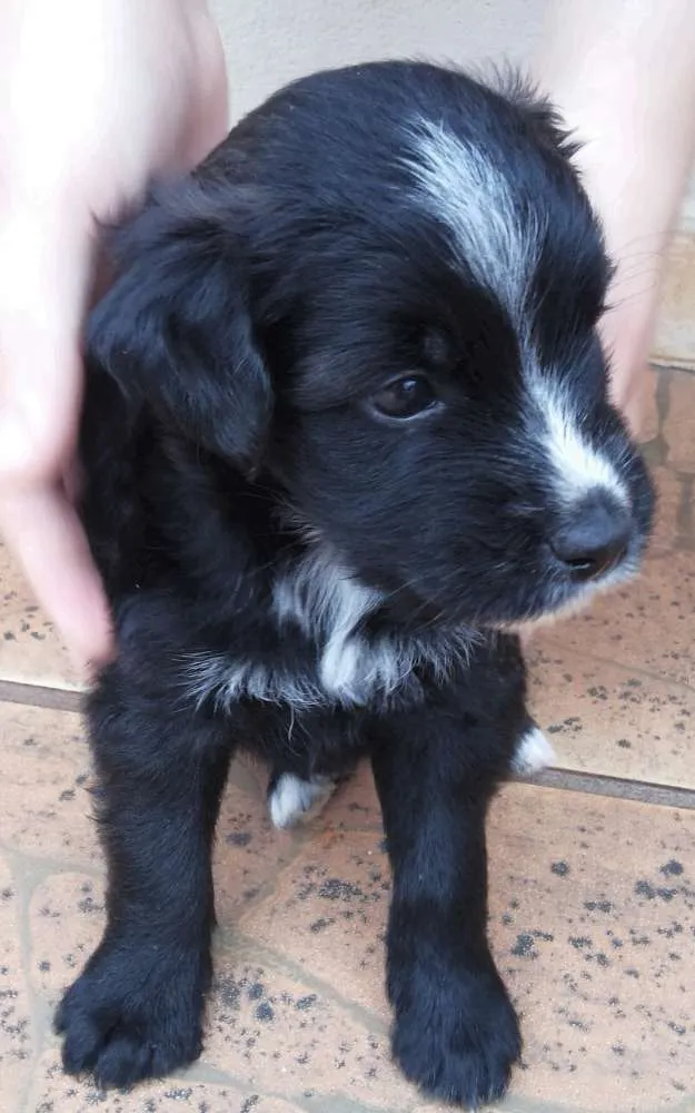 Cachorro ra a SRD idade Abaixo de 2 meses nome Filhotes