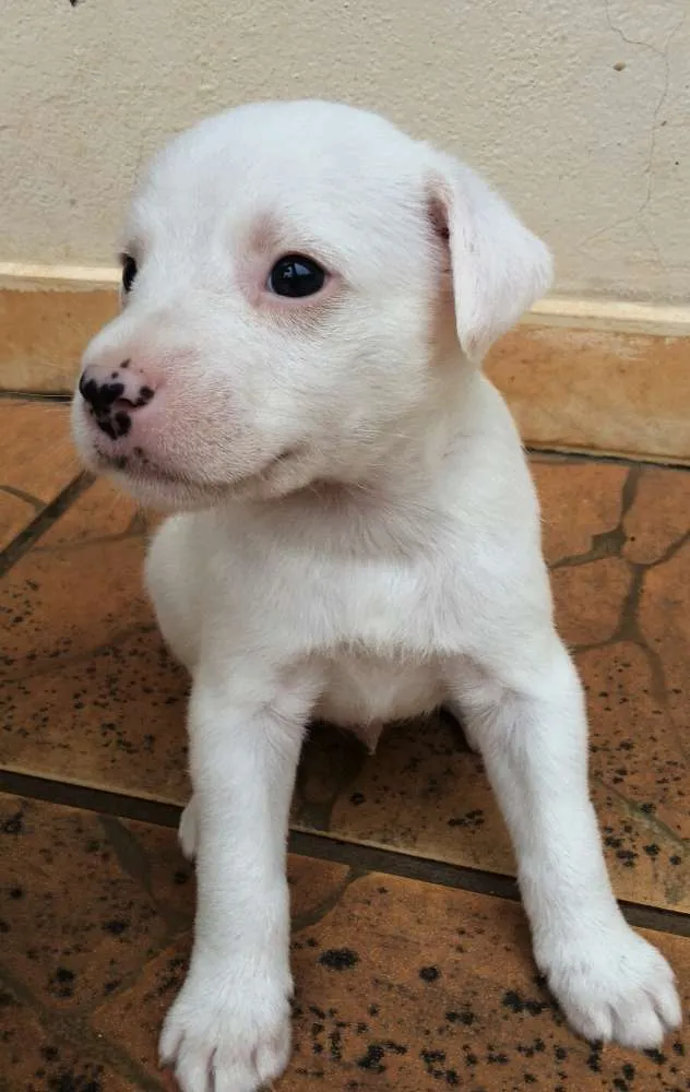 Cachorro ra a SRD idade Abaixo de 2 meses nome Filhotes