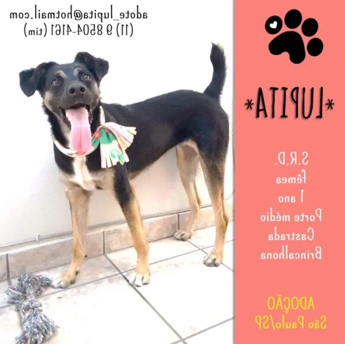 Cachorro ra a SRD idade 1 ano nome Lupita
