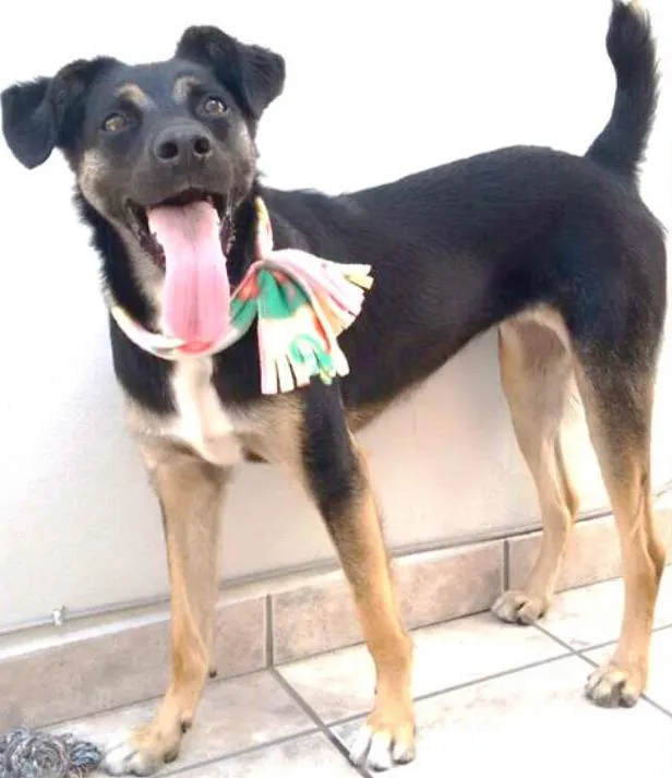 Cachorro ra a SRD idade 1 ano nome Lupita